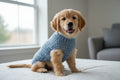 Puppy wearing a blue sweater sitting on a bed with a blurred background